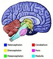 Brain Illustration