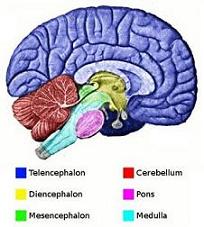 Brain Illustration