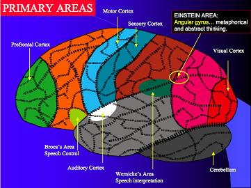 distribution 
of functions in the brain